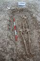 Thumbnail of Photo 009337 Skeleton 606041 pelvis no scale