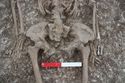 Thumbnail of Photo 009517 Skeleton 606041 pelvis