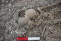 Thumbnail of Photo 009520 Skeleton 606041 skull