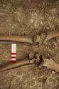 Thumbnail of Memorial Garden Photo 02425 Skeleton 608659 knees