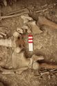 Thumbnail of Memorial Garden Photo 02429 Skeleton 608659 pelvis