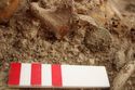Thumbnail of Memorial Garden Photo 02793 Skeleton 608678 brooch, right oblique