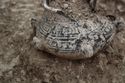 Thumbnail of Memorial Garden Photo 03090 Skeleton 608675 vessel SF1933 detail