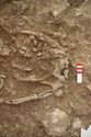 Thumbnail of Memorial Garden Photo 03353 Skeleton 608704 abdomen