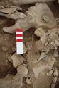 Thumbnail of Memorial Garden Photo 04726 Skeleton 608701 pelvis