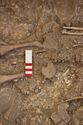 Thumbnail of Memorial Garden Photo 05276 Skeleton 608746 pelvis