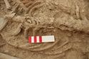 Thumbnail of Memorial Garden Photo 05482 Skeleton 608749 abdomen
