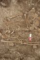 Thumbnail of Memorial Garden Photo 06168 Skeleton 608759 abdomen