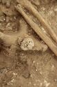 Thumbnail of Photo 10388 SF1107 belt buckle no scale