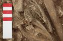 Thumbnail of Photo 10395 Skeleton 606044 SF1105 and SF1106 brooches detail