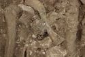 Thumbnail of Photo 10402 Skeleton 606044 SF1106 brooch no scale
