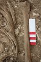 Thumbnail of Photo 10408 Skeleton 606044 SF1108 Amber
