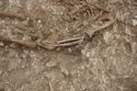 Thumbnail of Photo 10492 Skeleton 606010 SF1127 Copper object no scale