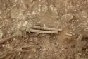 Thumbnail of Photo 10496 Skeleton 606010 SF1127 Copper object scale