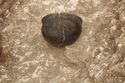 Thumbnail of Photo 10499 Skeleton 606010 SF1126 pot no scale