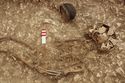 Thumbnail of Photo 10500 Skeleton 606010
