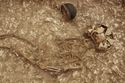 Thumbnail of Photo 10501 Skeleton 606010 SF1126 pot no board