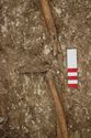 Thumbnail of Photo 10678 Skeleton 606217 legs