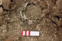 Thumbnail of Photo 10681 Skeleton 606217 Copper band