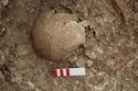 Thumbnail of Photo 10684 Skeleton 606217 skull
