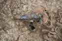 Thumbnail of Photo 10849 Skeleton 606057 glass bowl no scale