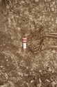 Thumbnail of Photo 11354 Skeleton 606417 feet