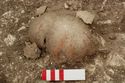 Thumbnail of Photo 11356 Skeleton 606417 skull