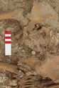 Thumbnail of Photo 11672 Skeleton 606251 pelvis
