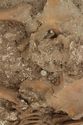 Thumbnail of Photo 11673 Skeleton 606251 pelvis no scale