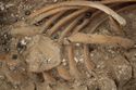 Thumbnail of Photo 11678 Skeleton 606251 beads in ribs no scale