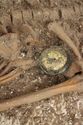 Thumbnail of Photo 11683 Skeleton 606251 disc brooch, right SF167 no scale