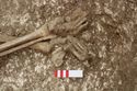 Thumbnail of Photo 12063 Skeleton 605420 feet