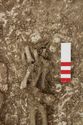 Thumbnail of Photo 12065 Skeleton 605420 right hand