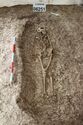 Thumbnail of Photo 12218 Skeleton 606251