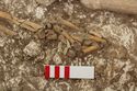 Thumbnail of Photo 12223 Skeleton 606251 right hand
