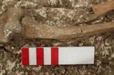 Thumbnail of Photo 12225 Skeleton 606251 right arm pathologis no scale