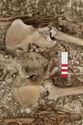 Thumbnail of Photo 12226 Skeleton 606251 pelvis