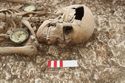 Thumbnail of Photo 12228 Skeleton 606251 skull, right side