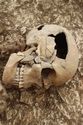Thumbnail of Photo 12245 Skeleton 606251 skull, detail