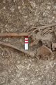 Thumbnail of Photo 12429 Skeleton 606566 pelvis