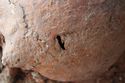 Thumbnail of Photo 12437 Skeleton 606566 skull, sutures