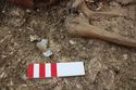 Thumbnail of Photo 12439 Skeleton 606566 skull, flint detail