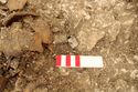 Thumbnail of Photo 12651 Skeleton 605723 pelvis