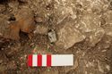 Thumbnail of Photo 12655 Skeleton 605723 Copper ferrule