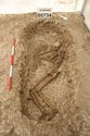 Thumbnail of Photo 13339 Skeleton 605735