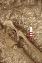 Thumbnail of Photo 13342 Skeleton 605735 pelvis