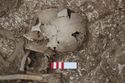 Thumbnail of Photo 13345 Skeleton 605735 skull