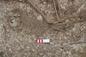 Thumbnail of Photo 13348 Skeleton 606577