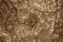 Thumbnail of Photo 13352 Skeleton 605735 Iron buckle no scale