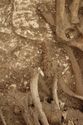 Thumbnail of Photo 13353 Skeleton 605735 Iron blade no scale